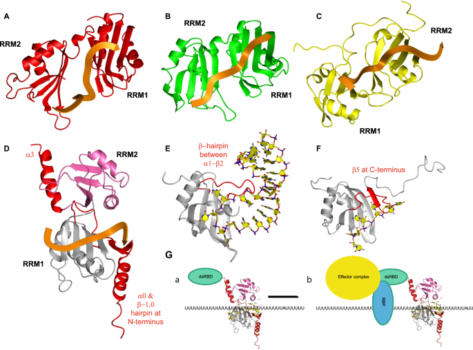 Fig. 7: Structural comparison of the DND1 tandem RRM-RNA complex to five other RRM-RNA complexes and model of DND1 action mechanism.