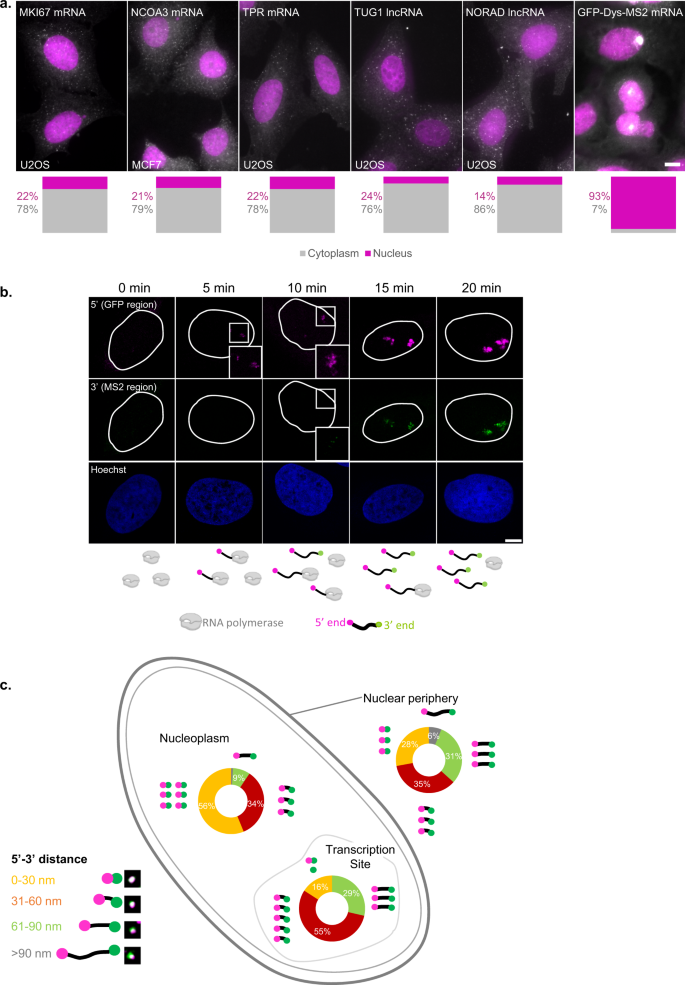 Fig. 1: mRNAs change their compaction state during travels through the nucleus.