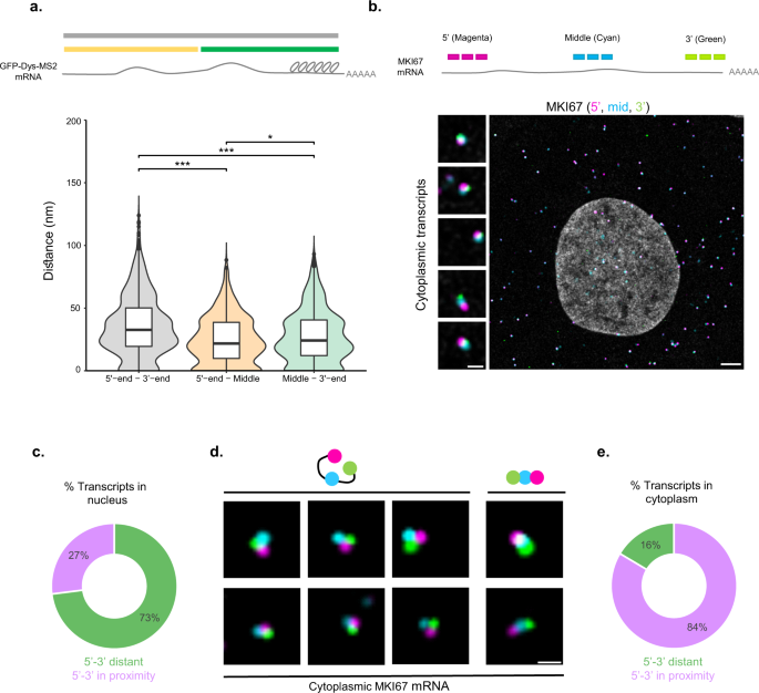 Fig. 3: Nucleoplasmic mRNAs are mostly rod-shaped.