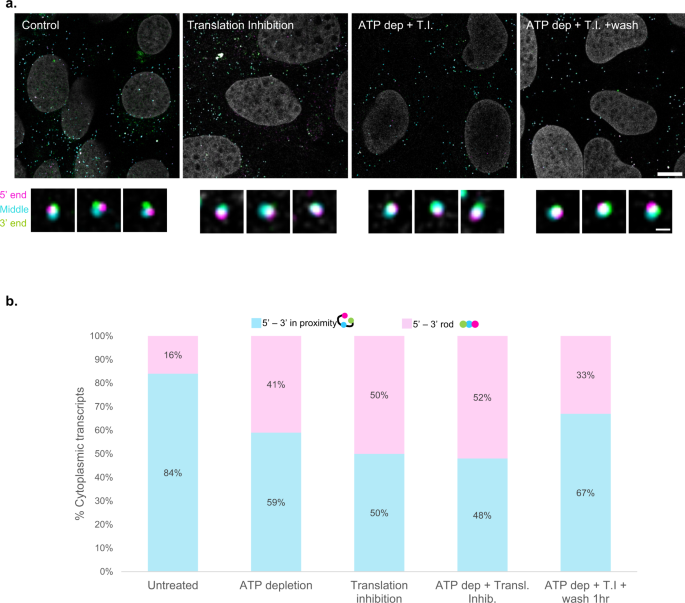 Fig. 4: ATP levels and translation state affect mRNA compaction in a reversible manner.