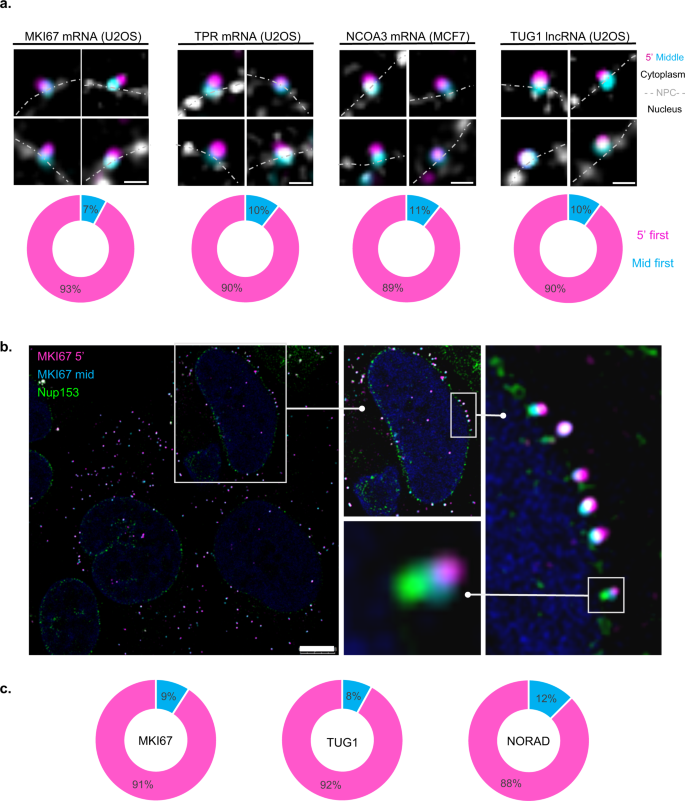 Fig. 5: Export directionality of endogenous mRNAs and lncRNAs.