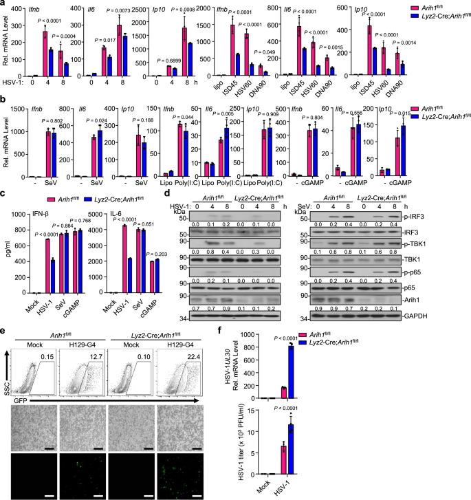 Fig. 2: Knockout of ARIH1 inhibits cellular antiviral responses against HSV-1.
