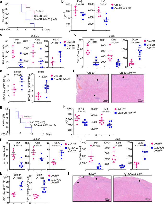 Fig. 3: ARIH1 deficiency leads to increased susceptibility to HSV-1 infection.