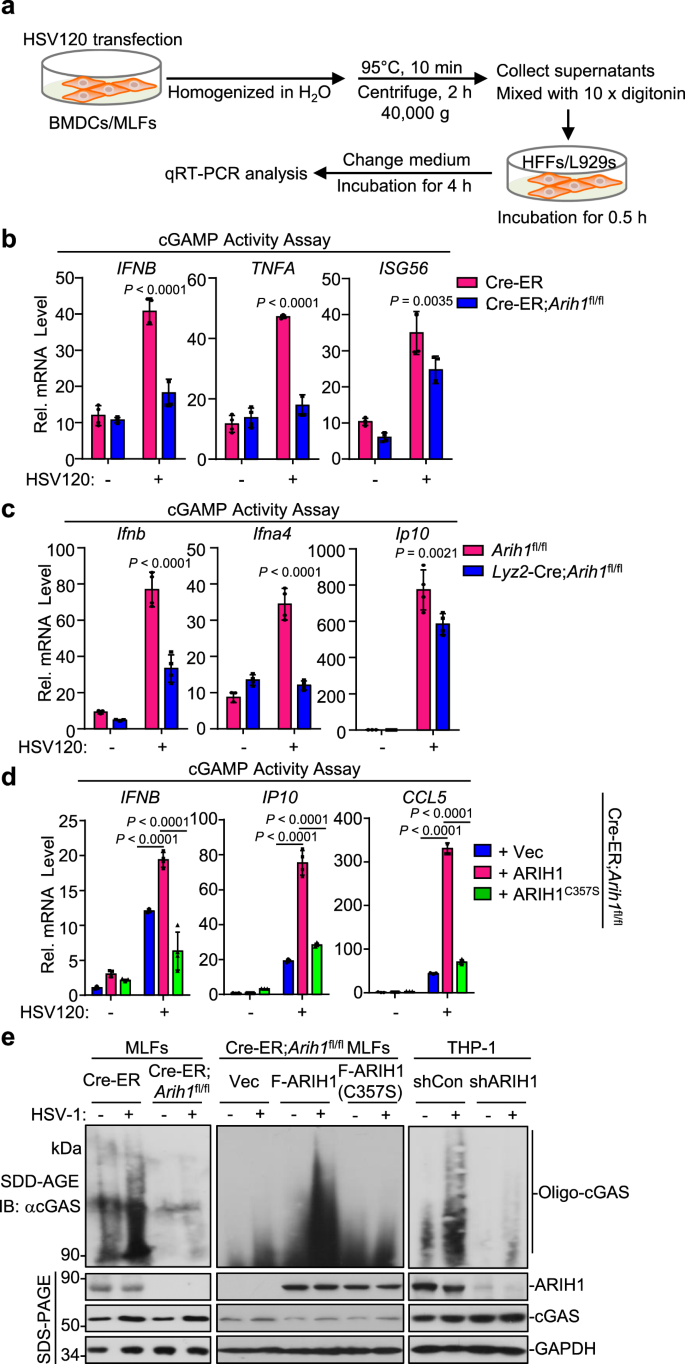 Fig. 4: ARIH1 promotes the oligomerization and activation of cGAS.