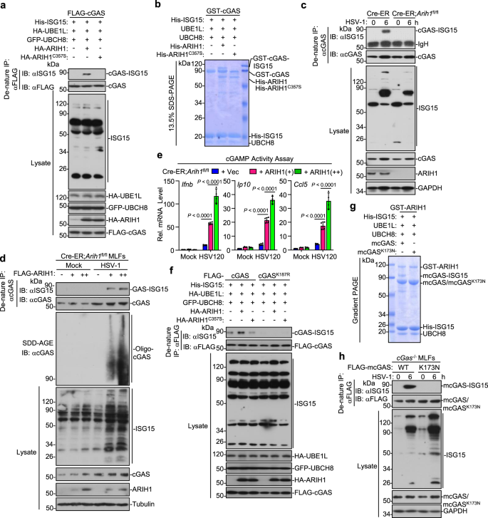 Fig. 6: ARIH1 catalyzes mono-ISGylation of cGAS at Lys187.