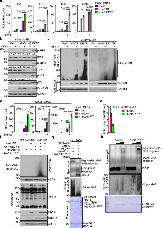 Fig. 7: Mono-ISGylation of cGAS relieves K187-mediated inhibition of cGAS oligomerization.