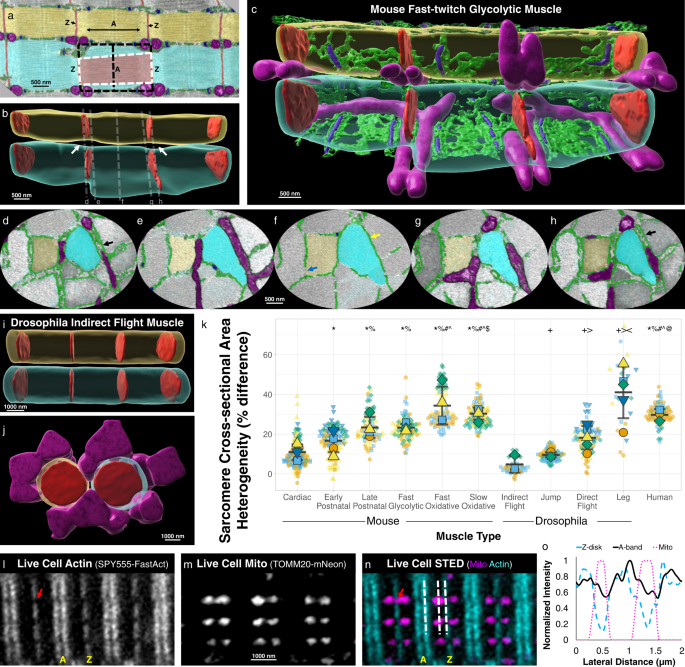 Fig. 1: Intrasarcomere cross-sectional area heterogeneity is dependent on muscle cell type.