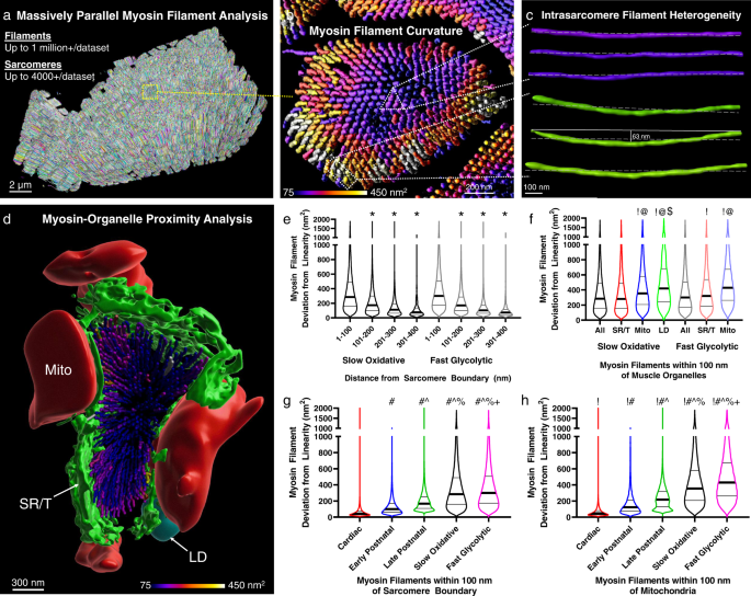 Fig. 3: Intrasarcomere myosin filament heterogeneity and organelle proximity.
