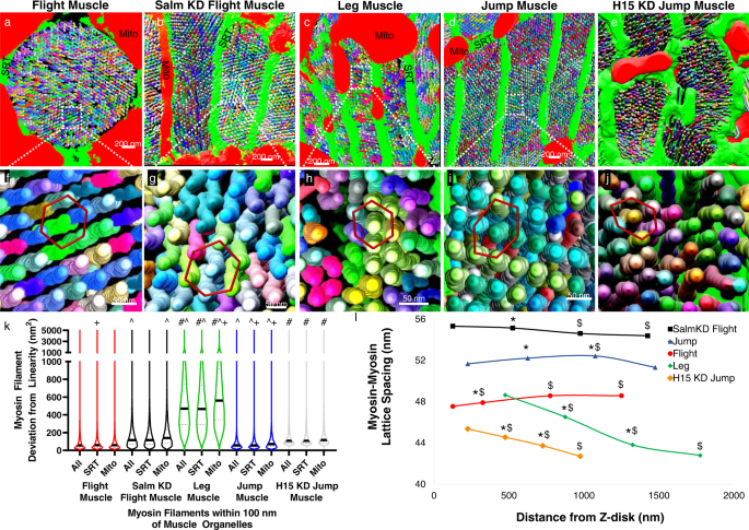 Fig. 5: Muscle specification factors salm and H15 regulate myosin filament curvature and myosin-myosin lattice spacing in Drosophila muscle.