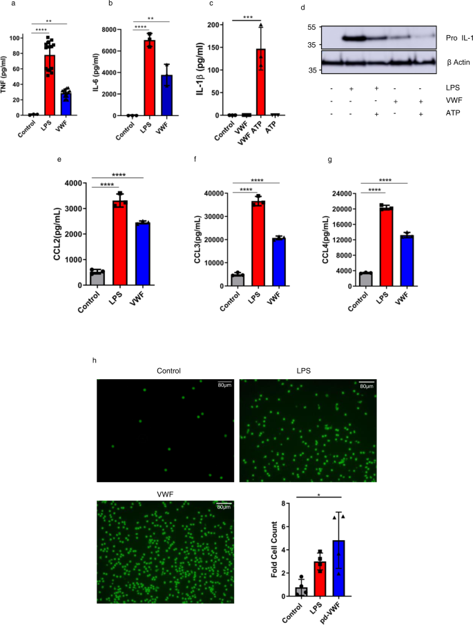 Fig. 3: VWF induces pro-inflammatory cytokine and chemokine expression and promotes monocyte chemotaxis.