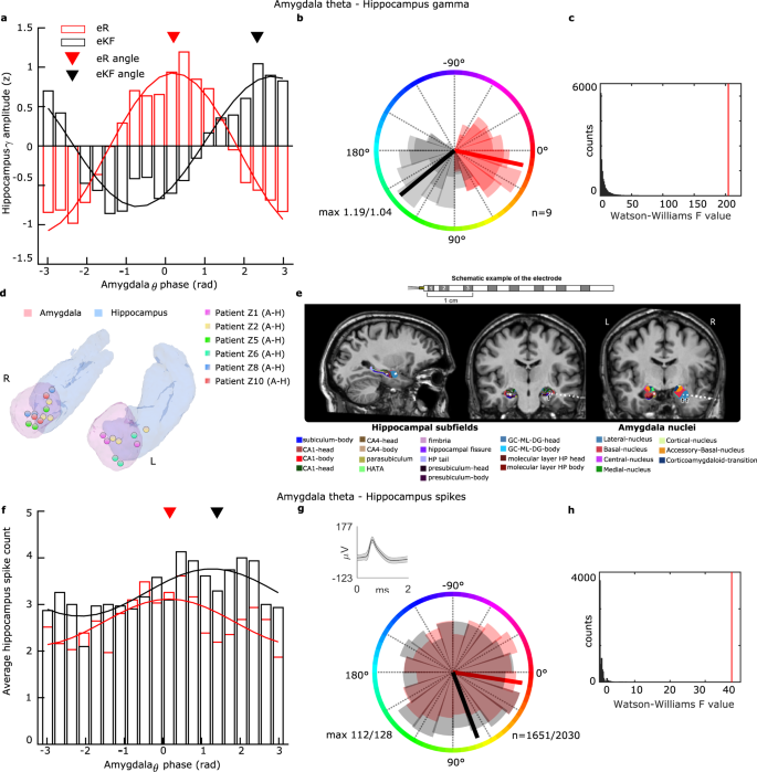 Aversive memory formation in humans involves an amygdala-hippocampus phase  code