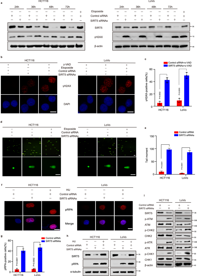 Fig. 1: SIRT5 silencing-induced DNA damage.