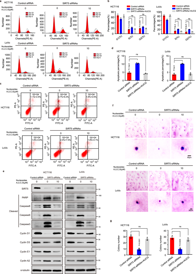 Fig. 3: Exogenous nucleoside supplementation reduces the effects of SIRT5 silencing on cell cycle, apoptosis, and colony formation in CRC cells.