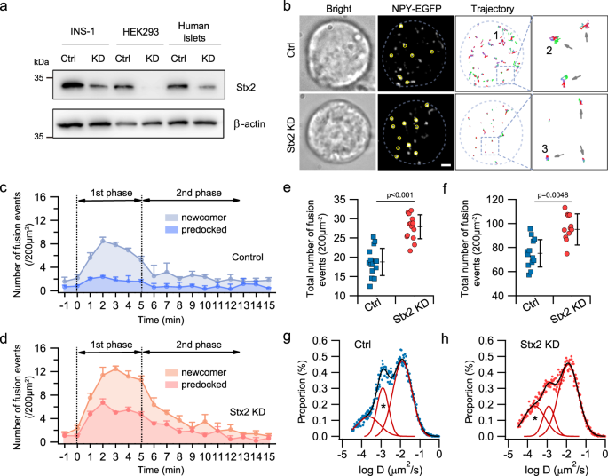 Fig. 1: Stx2 deletion increases exocytosis of predocked and newcomer granules in human β-cells.