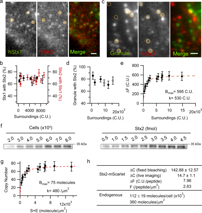 Fig. 2: Stx2 colocalizes and clusters with Stx1a on secretory granule docking sites.
