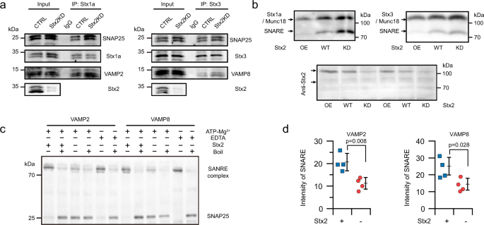 Fig. 3: Stx2 deletion enhances exocytosis by facilitating trans-SNARE complex assembly and cis-SNARE complex disassembly.