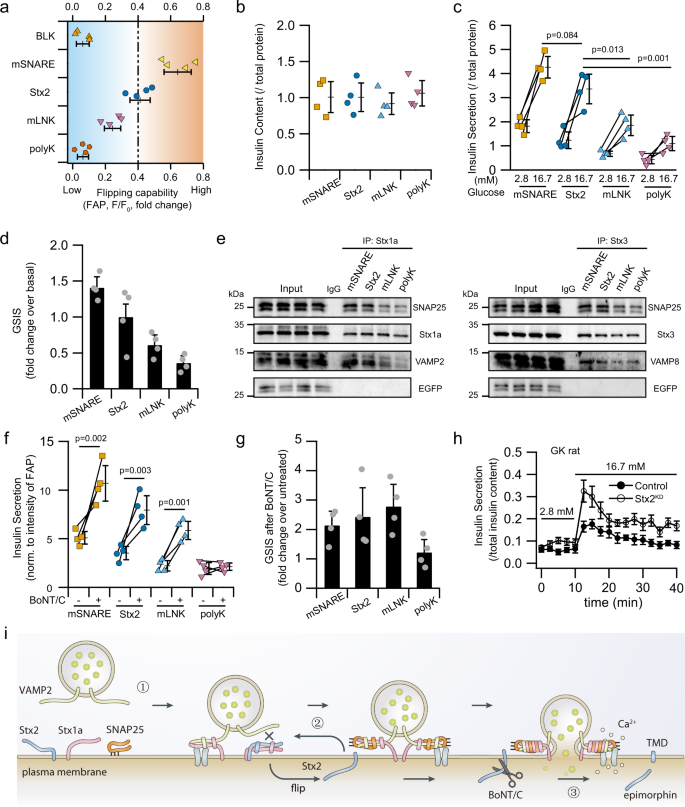 Fig. 6: Modulating Stx2 flipping efficiency regulates insulin secretion.