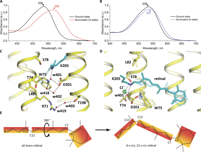 Dynamics and mechanism of a light-driven chloride pump