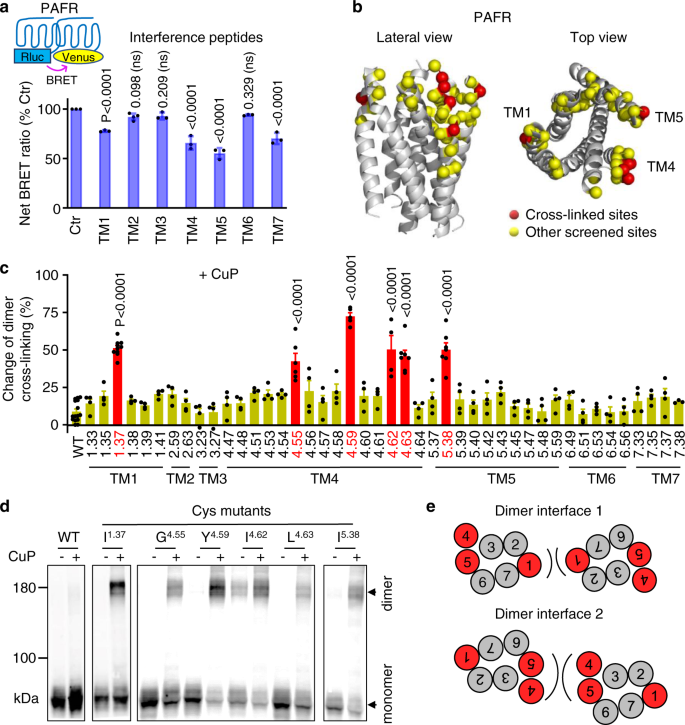 Visualization and ligand-induced modulation of dopamine receptor  dimerization at the single molecule level