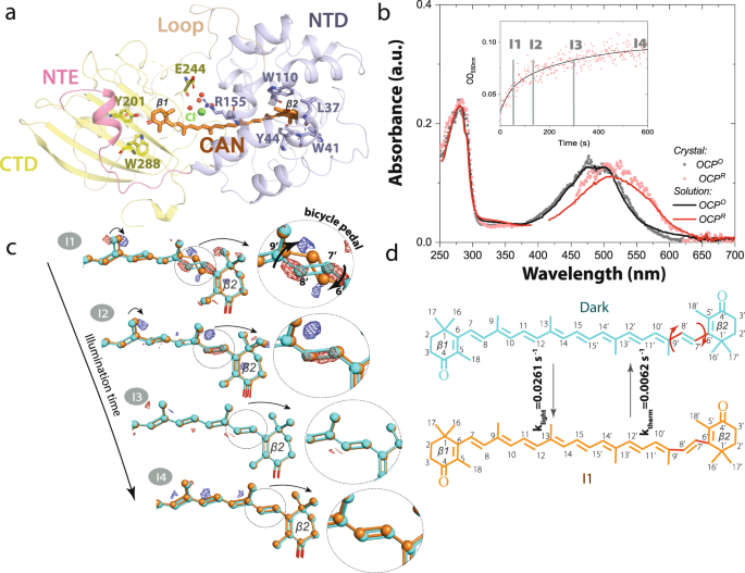 Fig. 1: Canthaxanthin single bond isomerization in the bicycle-pedal manner triggers OCP light activation.