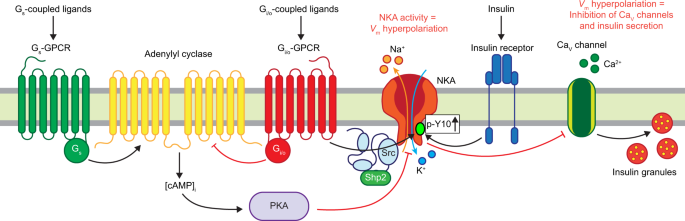 Gi/o protein-coupled receptor inhibition of beta-cell electrical  excitability and insulin secretion depends on Na+/K+ ATPase activation |  Nature Communications