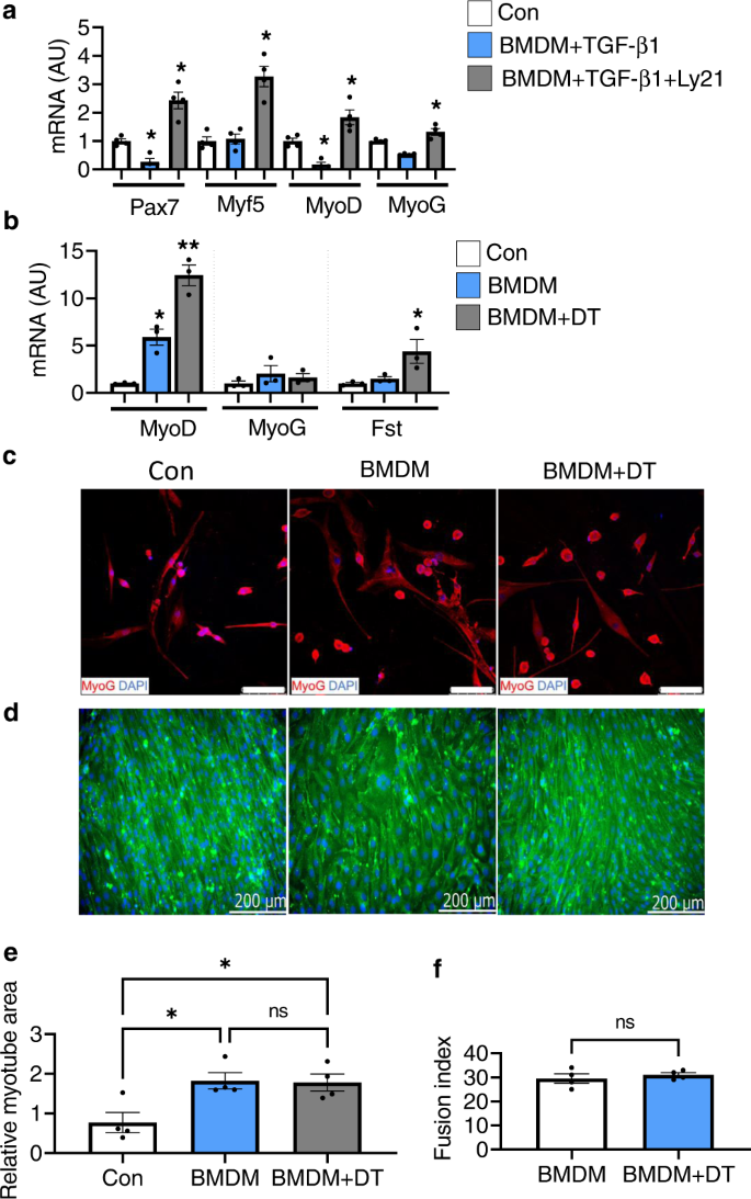 Fig. 5: Impact of TGF-β signaling on C2C12 myoblast differentiation.
