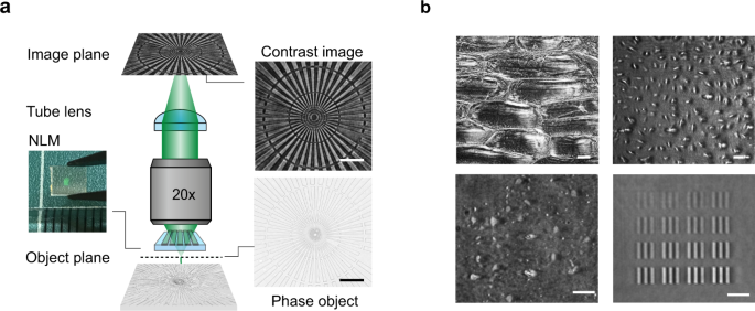 Fig. 1: A nonlocal metasurface (NLM) patterned on a microscope slide enables phase contrast imaging.