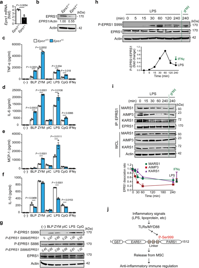 Fig. 1: TLR-mediated inflammatory signaling triggers EPRS1 phosphorylation and subsequent release from the MSC to negatively regulate inflammation.