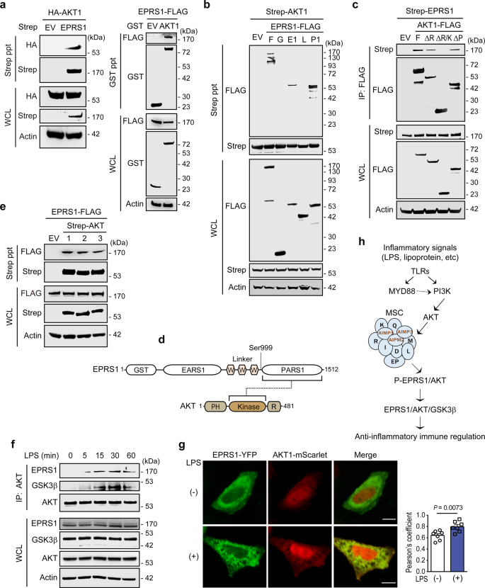 Fig. 3: EPRS1 interacts directly with AKT and associates with GSK3β.