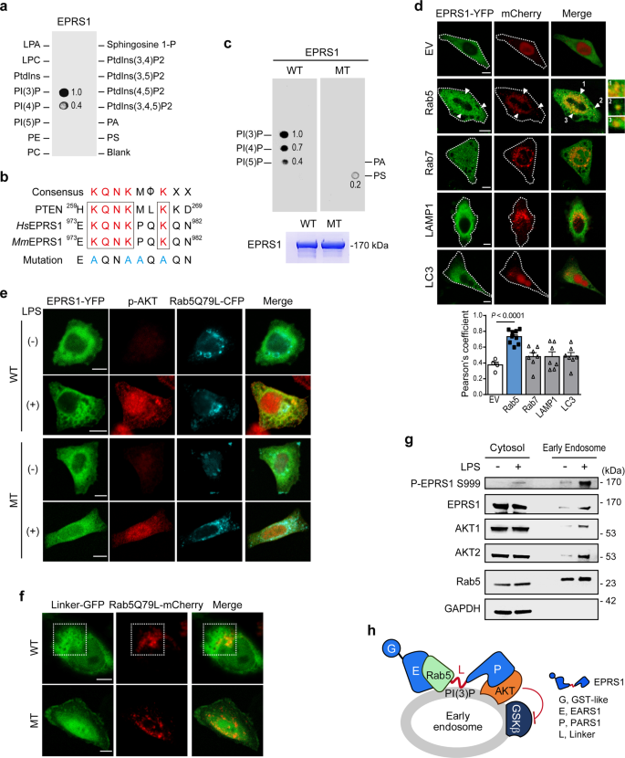 Fig. 4: EPRS1 binds specifically to PI(3)P and Rab5 to coordinate early endosomal anti-inflammatory AKT signaling.