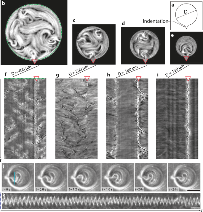 Fig. 3: Wall-pinning determines defect dynamics.