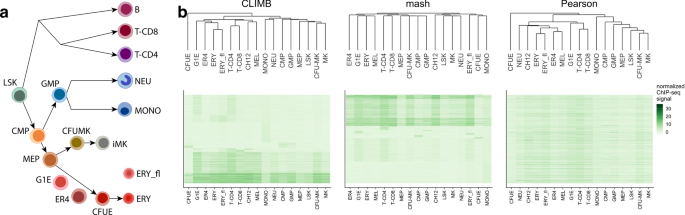 Fig. 2: CLIMB uncovers interrelationships among hematopoietic cell populations based on CTCF binding patterns.