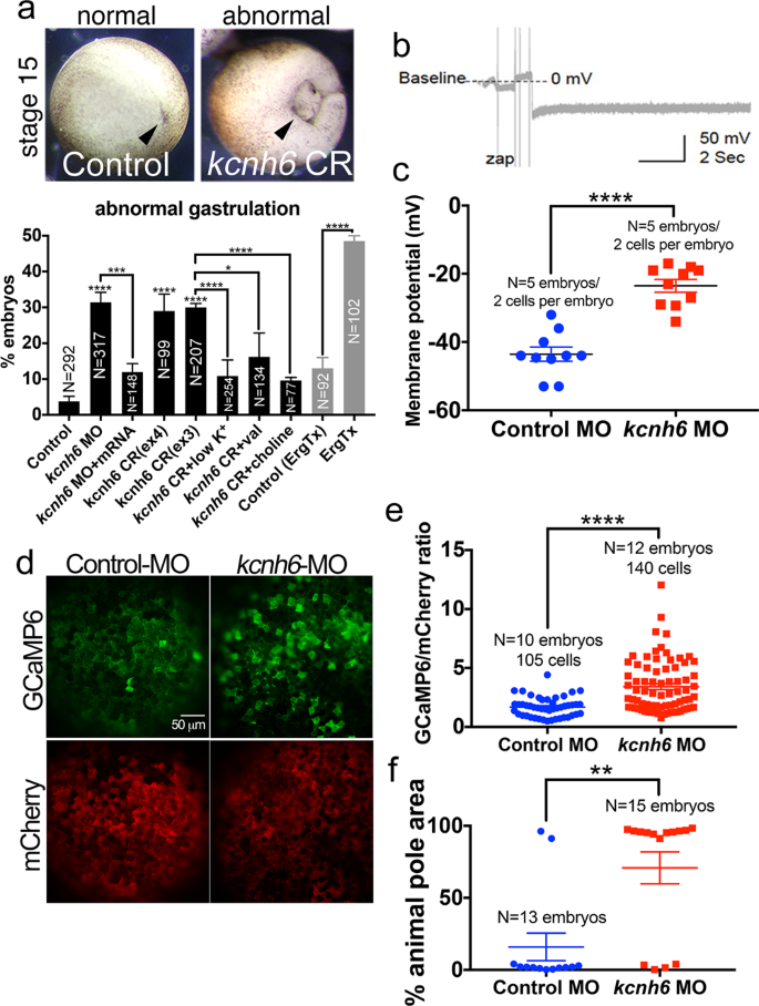 Membrane potential drives the exit from pluripotency and cell fate  commitment via calcium and mTOR | Nature Communications