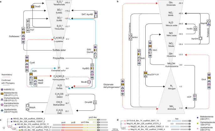 Fig. 4: Genomic-based predictions of the potential metabolic role of the novel bacterial phyla.