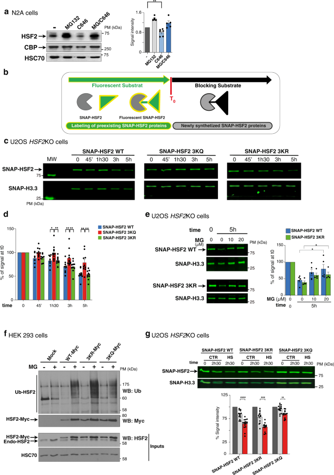 PDF) CREBBP and EP300 mutational spectrum and clinical presentations in a  cohort of Swedish patients with Rubinstein–Taybi syndrome