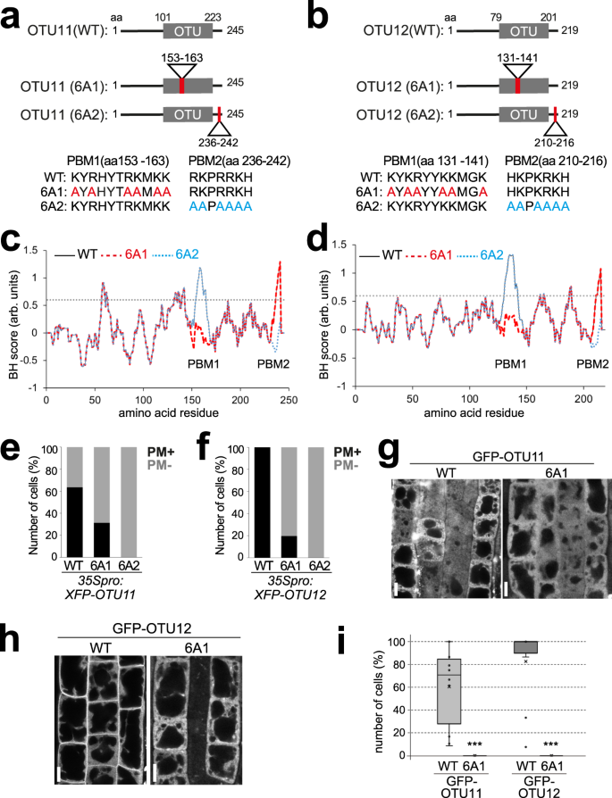 Fig. 2: Polybasic motifs in OTU11 and OTU12 are required for the PM localization.