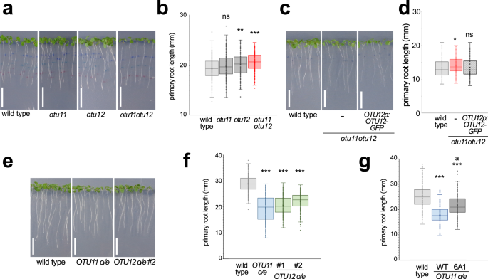 Fig. 3: Phenotypes of otu11otu12 knock-out and OTU11- and OTU12 overexpressing seedlings.