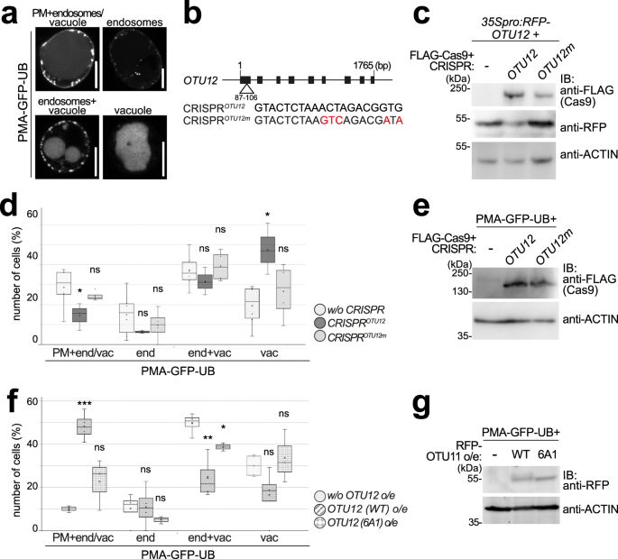 Fig. 4: OTU11 and OTU12 modulate the endosomal transport of PMA-GFP-UB.