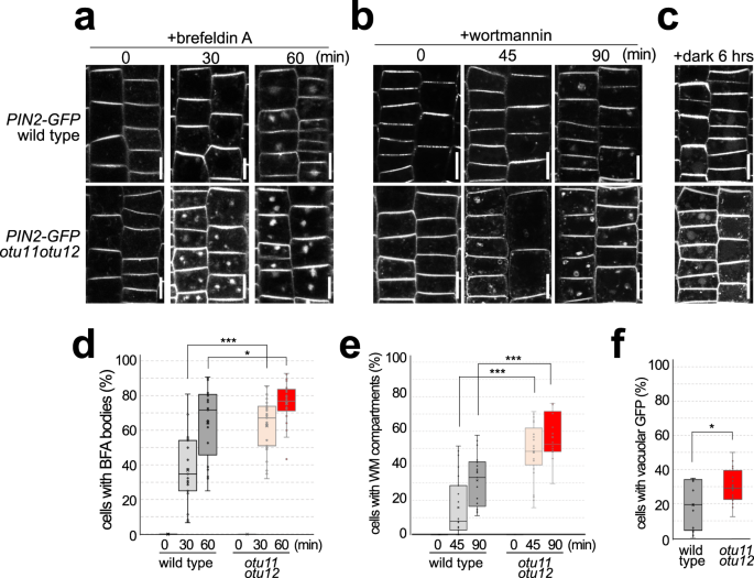 Fig. 5: OTU11 and OTU12 affect the endosomal transport of PIN2-GFP.