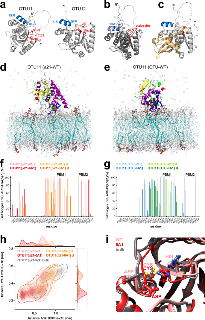Fig. 7: PBM1 is involved in lipid binding and could influence the catalytic site in the OTU domain.