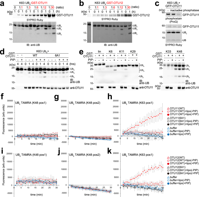 Fig. 8: The in vitro DUB activity of OTU11 and OTU12 is stimulated by anionic lipids.