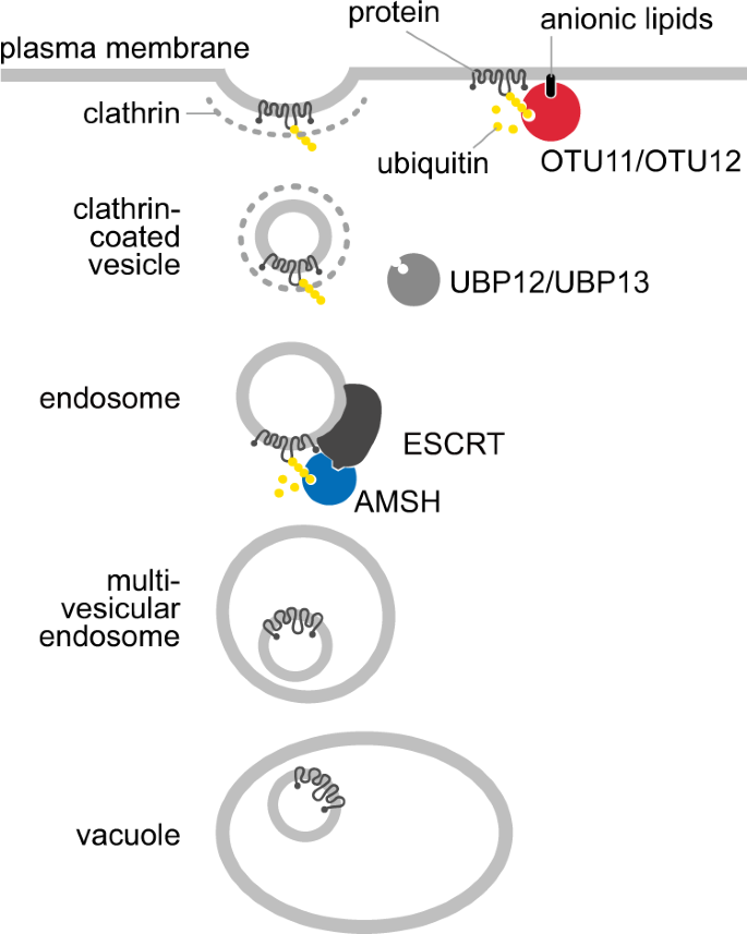 Fig. 9: Model for OTU11 and OTU12 function.