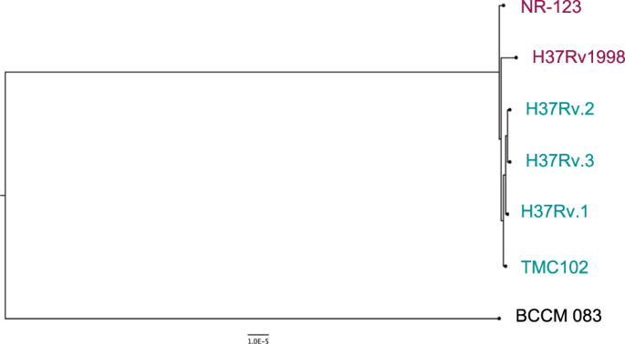 Fig. 4: Phylogenetic analysis of H37Rv strains used in the study.