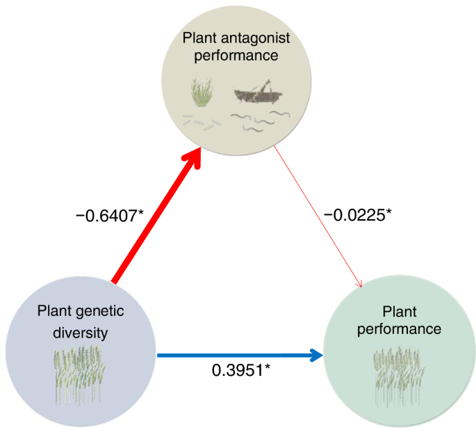 Plant genetic diversity affects multiple trophic levels and 