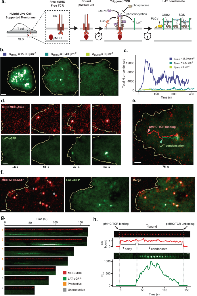Fig. 1: Single pMHC:TCR binding events trigger discrete LAT condensates.