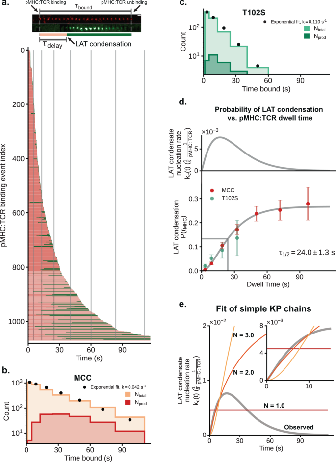Fig. 3: pMHC:TCR binding dwell time modulates probability of LAT condensate formation.