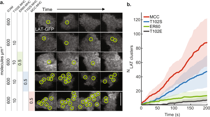Fig. 5: The number of LAT condensates correlates with ligand potency.