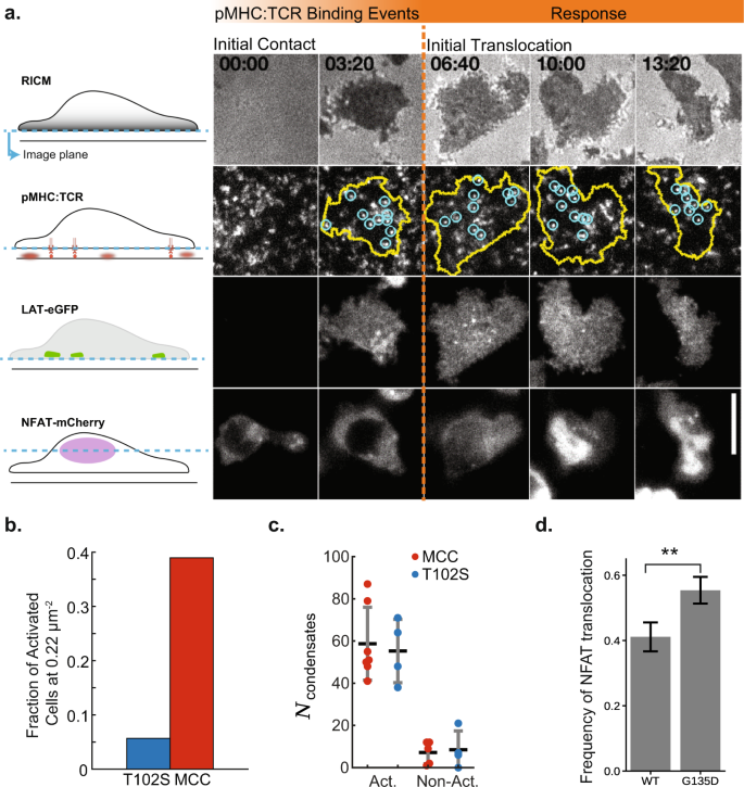 Fig. 6: Modulating LAT condensate delay time alters antigen discrimination thresholds.