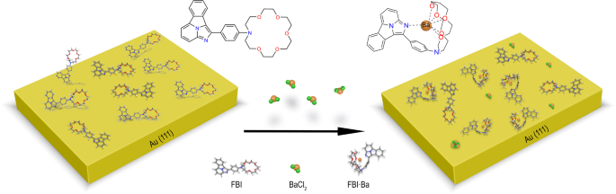 Fig. 1: Model of the FBI molecules before and after chelation.