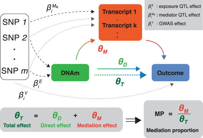 Fig. 1: Overview of the three-sample multivariable Mendelian randomization (3S-MVMR) design to quantify mediation of complex traits through DNA methylation (DNAm) and transcripts.